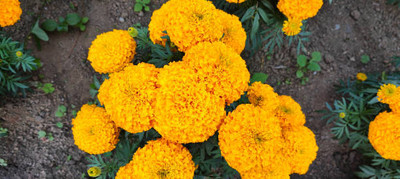 Arshisyat marigold/gende ka phool flower seeds Seed(50 per packet)