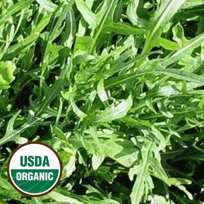 CYBEXIS TLX-24 - Arugula Wild Rocket Rucola Selvatica - (2250 Seeds) Seed(2250 per packet)