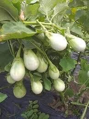 BJUBAS brinjal seeds f1 hybrid all seeds pack of 41 Seed(41 per packet)