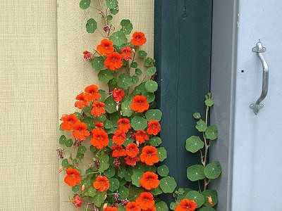 Aywal Nasturtium Seed(5 per packet)