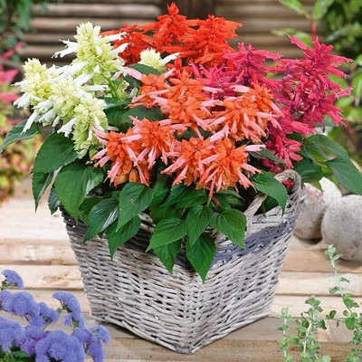 Epazo Salvia Mixed Seed(25 per packet)