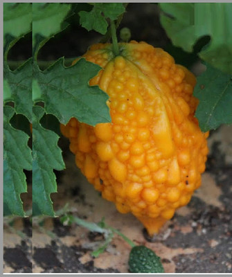 Qualtivate PUAS-9A Desi Small Bitter Gourd chota karela Seeds Seed(50 per packet)