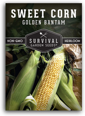 CYBEXIS VXI-19 - Golden Bantam Sweet Corn - (250 Seeds) Seed(250 per packet)