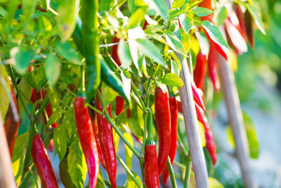 Kodali Hybrid F1 Chilli Seeds Pack Of 67 Seed(67 per packet)