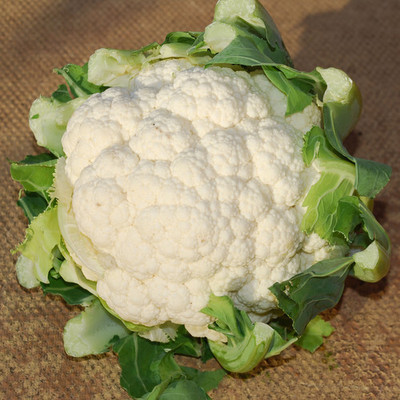 DHENU PRASAD 347 F1 Hybrid Big Cauliflower Seed(347 per packet)