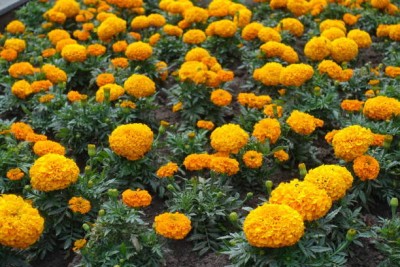 Bahan Traders marigold,gende ka phool Seed(30 per packet)