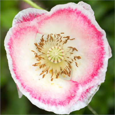 WILLVINE ™ Moist Area Wildflower-100 SEEDS Seed(100 per packet)