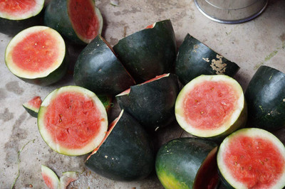 VibeX KGF -20 - Sugar Baby Watermelon - (1350 Seeds) Seed(1350 per packet)
