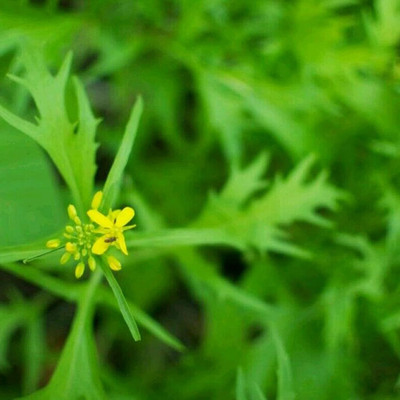 KNESSiN Brassica Juncea Seed(1250 per packet)
