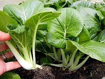 CYBEXIS Cabbage Chinese Pak Choi White (Brassica Chinensis)2000 Seeds Seed(2000 per packet)