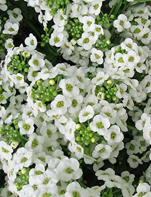 Aywal Alyssum Red Flower Seed(90 per packet)
