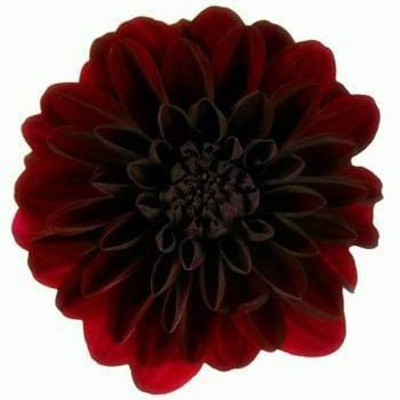 CYBEXIS Garden Flowers Seed Dahlia Seed(50 per packet)