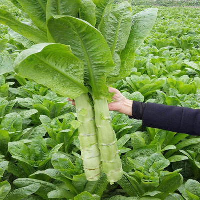 CYBEXIS Green Flesh Fragrant Lettuce seeds2000 Seeds Seed(2000 per packet)