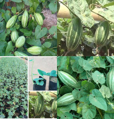 ibains Parwal seeds hybrid all seasons beej 10 Seed(10 per packet)
