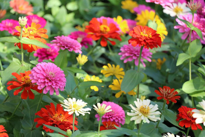 Lorvox Hybrid Zinnia Flowers Mixed Colour Seed(45 per packet)