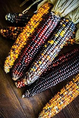 WILLVINE ROX -XII Montana Mix Corn Heirloom for Salads-[25g] Seed(100 per packet)