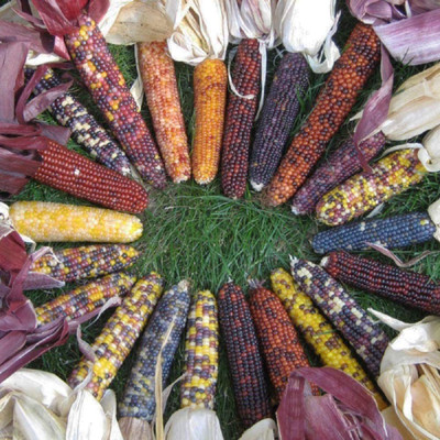 VibeX ® XLR-263 Corn Ornamental Red Husk Spectrum Seed(500 per packet)