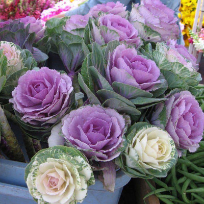 Aywal Kale Flower Hybrid Seed(150 per packet)