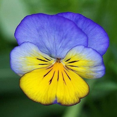 Lorvox Pansy Swiss Gaint Mixed Flower Seed(240 per packet)