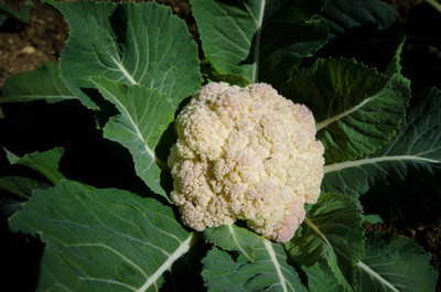 Vietrian white cauliflower,gobhee seeds Seed(10 per packet)