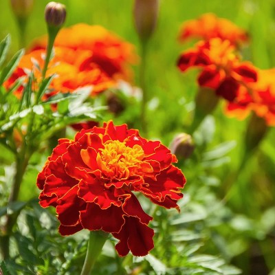 CYBEXIS NDIR-85 - Tagetes Patula Red French Marigold - (750 Seeds) Seed(750 per packet)