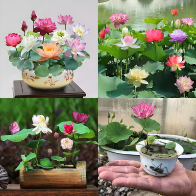 ibains Japanese lotus seeds indoor bij 9 Seed(9 per packet)