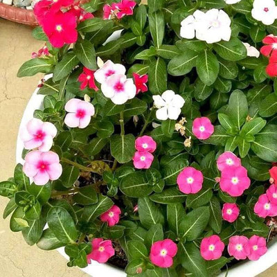 ibains Vinca flower seeds Seed(70 per packet)