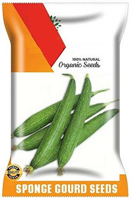 CYBEXIS TLX-92 - GREEN SPONGE GOURD TORAI - (300 Seeds) Seed(300 per packet)
