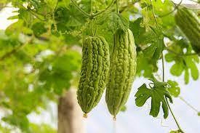 Seedsqlty Hybrid bitter gourd seeds Seed(12 per packet)