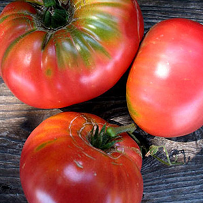 DIVINE TOMATO , TAMATAR Seed(125 per packet)