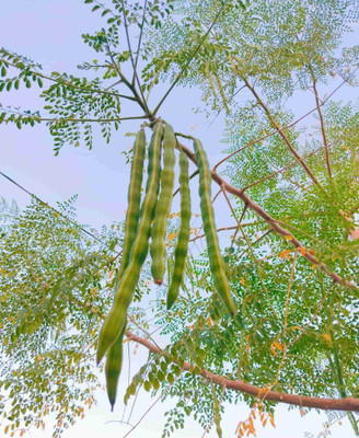abiswas Drumstick Seeds PKM1 For Planting Seed(45 per packet)