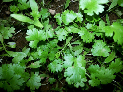 Avysa HERB CORIANDER CILANTRO Seed(150 per packet)
