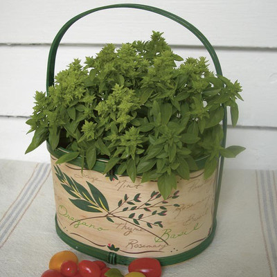WILLVINE NDIR-43 Spicy Globe Basil Herb Seed(1000 per packet)