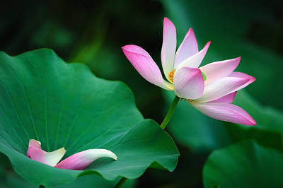 Lappyworld lotus,kamal gatta Seed(15 per packet)