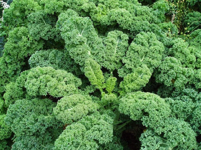 WILLVINE MAH -II Giant Dinosaur Kale Bush Cabbage Curly Scotch [1g] Seed(300 per packet)