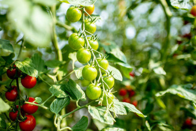 Dia tomato Seed(90 per packet)