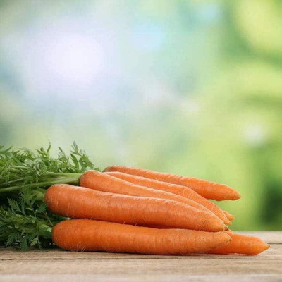 KNESSiN Carrot Seed(2500 per packet)