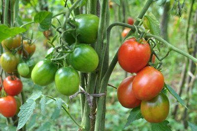 TRH tomato Seed(90 per packet)