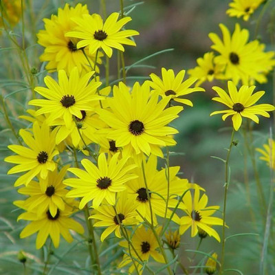Dasstore Mini sunflower seeds Seed(20 per packet)