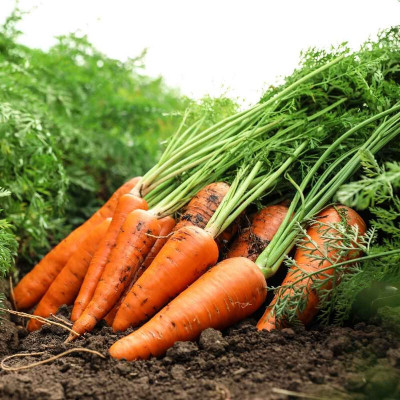 SeedHaven Carrot fresh organic Seed(100 per packet)
