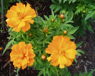 ZIXA Cosmos Cosmic Orange Seed(80 per packet)