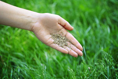 Green India Bermuda grass seeds,lawn grass seeds and Gardening(organic grass seeds) Seed(1000 per packet)