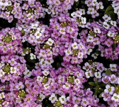 CYBEXIS Alyssum Royal Carpet Seeds - Violet/Purple Colour Flowers Seed(50 per packet)