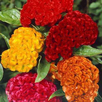Flipkart SmartBuy Exotic Cockscomb Flower Mix Seed(20 per packet)