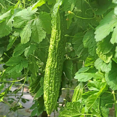 syngenta Bittergourd Seed(1000 per packet)