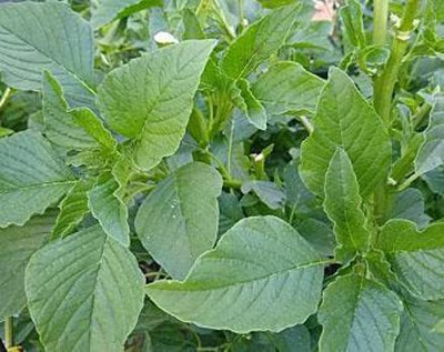Aywal GREEN SAAG Seed(380 per packet)