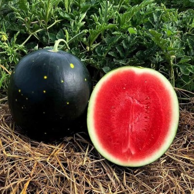 BJUBAS Black watermelon seeds PACK OF 37 Seed(37 per packet)