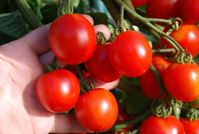 KNESSiN XIV-81 Salad Tomato Stupice Seed(200 per packet)