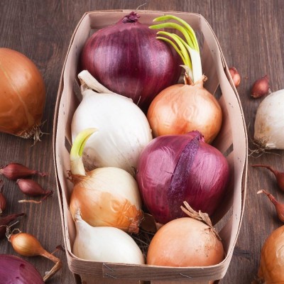 KNESSiN Mixed Onion - Allium cepa[600 Seeds] Seed(600 per packet)