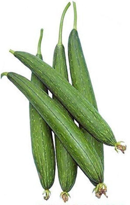VibeX Sponge Gourd Torai Seeds[10 Gms, 50 Seeds] Seed(50 per packet)